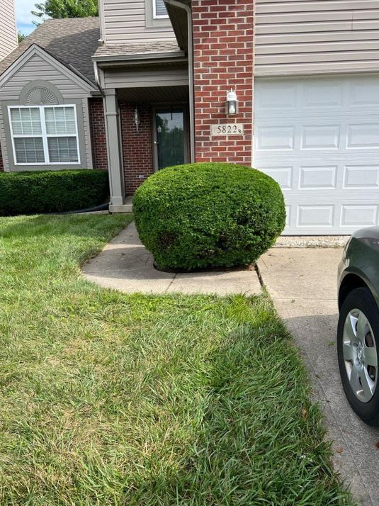 shrubafter